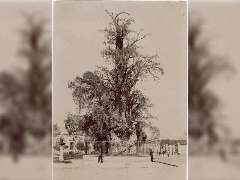 Hace 42 años “el árbol de la noche” triste vivió su segundo y más fatídico incendio